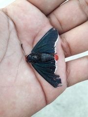 Pyrrhopyge zenodorus