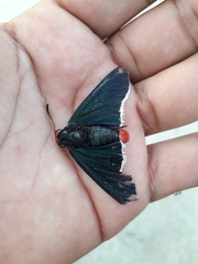 Pyrrhopyge zenodorus