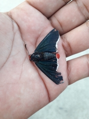 Pyrrhopyge zenodorus