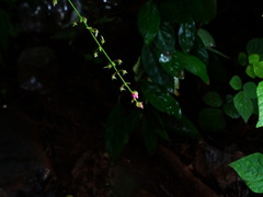 Pseudarthria viscida