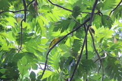 Oriolus chinensis maculatus