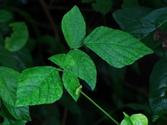 Pseudarthria viscida