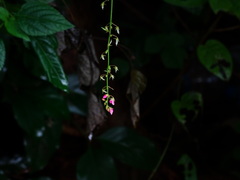 Pseudarthria viscida