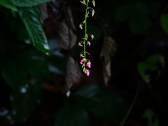 Pseudarthria viscida