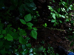 Pseudarthria viscida