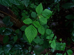 Pseudarthria viscida