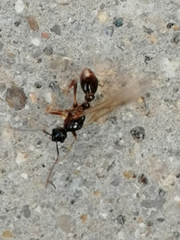Myrmica ruginodis