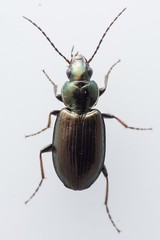 Agonum muelleri
