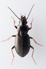 Pterostichus oblongopunctatus