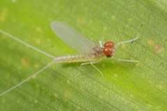 Cloeon bengalense