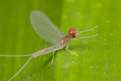 Cloeon bengalense
