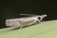 Culladia hastiferalis