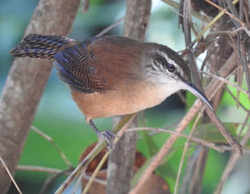 Long-billed Wren (Cantorchilus longirostris), photo 6