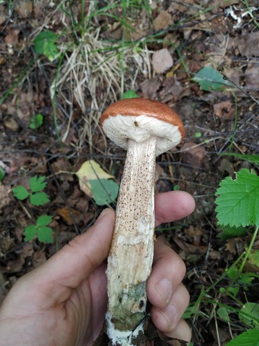 Red-capped Scaber Stalk