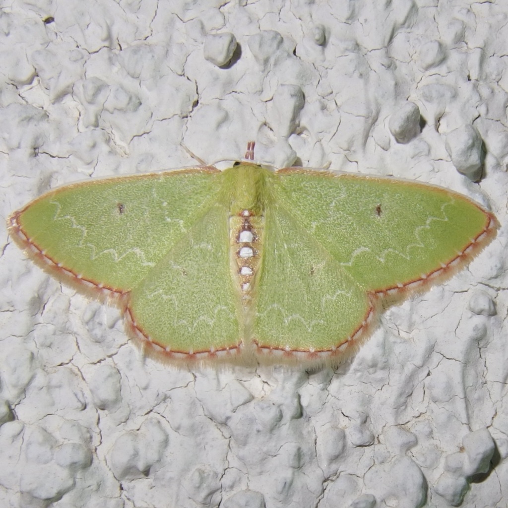 Synchlora noel