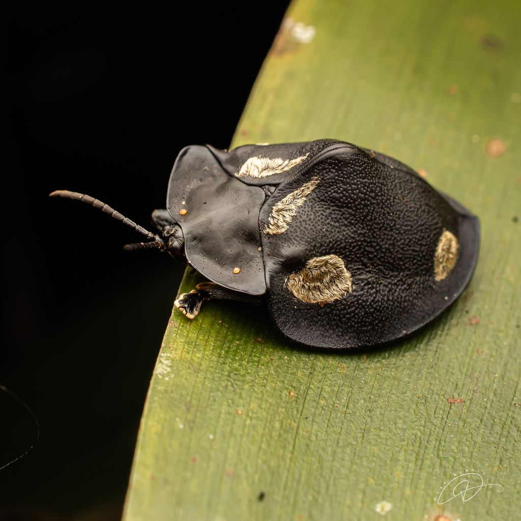 Stolas brevicuspis