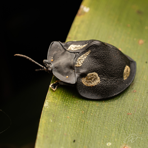 Stolas brevicuspis