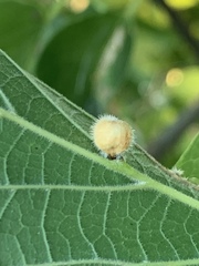 Celticecis pubescens