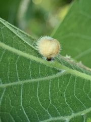Celticecis pubescens