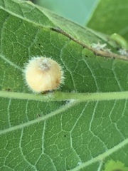 Celticecis pubescens