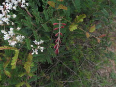 Pterolobium hexapetalum