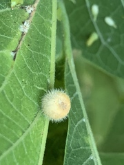 Celticecis pubescens