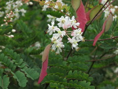 Pterolobium hexapetalum
