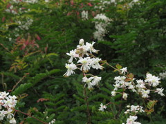 Pterolobium hexapetalum