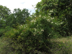 Pterolobium hexapetalum