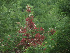 Pterolobium hexapetalum