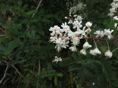 Pterolobium hexapetalum