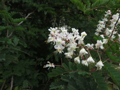 Pterolobium hexapetalum