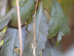 Aphelandra chamissoniana, photograph (c) Marcelo Schmidt Roberti, some rights reserved (CC BY)