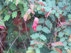 Pterolobium hexapetalum