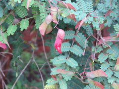 Pterolobium hexapetalum