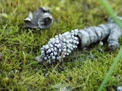 Didymium squamulosum