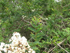 Pterolobium hexapetalum