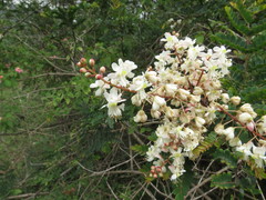 Pterolobium hexapetalum