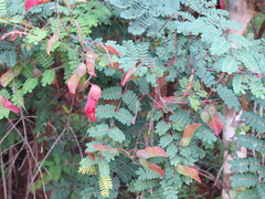 Pterolobium hexapetalum
