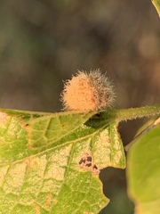 Celticecis pubescens
