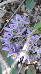 Solanaceae