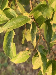 Celticecis pubescens