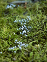 Didymium squamulosum