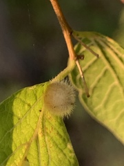 Celticecis pubescens