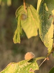 Celticecis pubescens