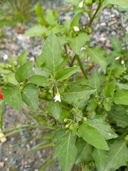 Solanum nigrum