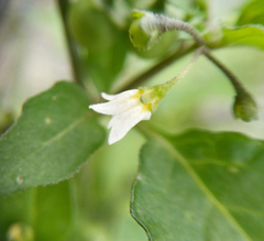 Solanum nigrum
