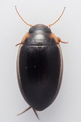 Hydaticus seminiger