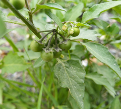 Solanum nigrum