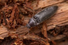 Melanotus castanipes